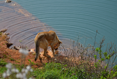 L’acqua, diritto umano universale e bene essenziale