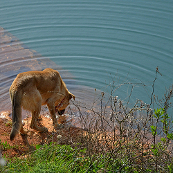 L’acqua, diritto umano universale e bene essenziale