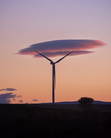 Albero ecosostenibile