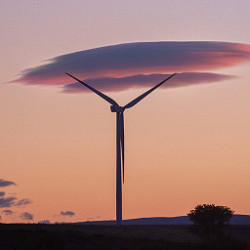 Albero ecosostenibile