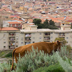 Ecosistemi in Equilibrio