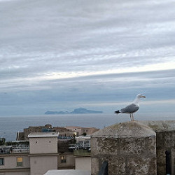 Prua e becco al vento