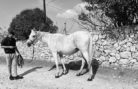 Il cavallo, antico mezzo di trasporto