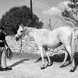 Il cavallo, antico mezzo di trasporto